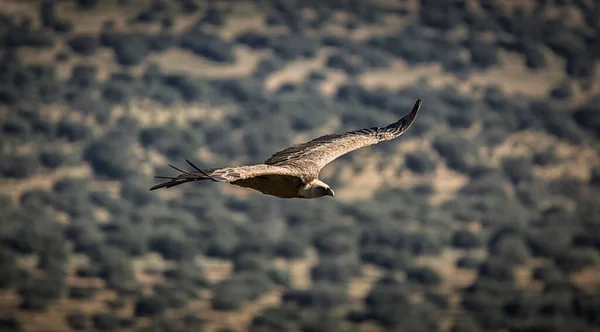 Вид Воздуха Летающую Птицу Замаскированную Пейзаж — стоковое фото