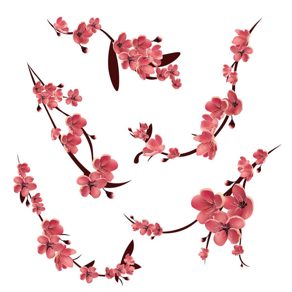 Branches of pink blossoming sakura . Japanese cherry tree. Vector Isolated icon Set