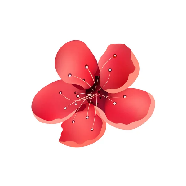 Sakura λουλούδι απομονωμένη. Κερασιά — Διανυσματικό Αρχείο
