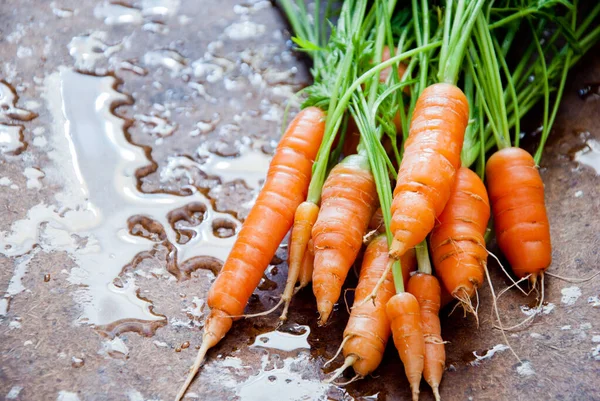 Manojo de zanahorias orgánicas frescas con tapas — Foto de Stock