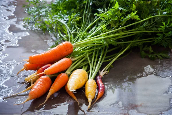 Καλλιεργούμενα βιολογικά πολύχρωμα καρότα με πράσινα φύλλα — Φωτογραφία Αρχείου
