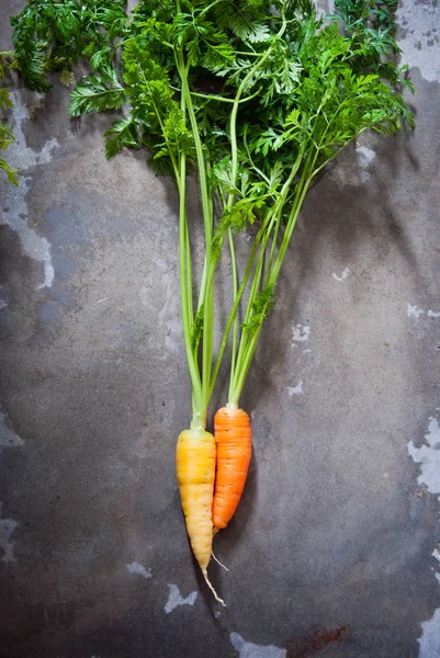 Zanahorias multicolores orgánicas de cosecha propia con hojas verdes — Foto de Stock