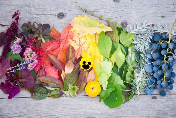 Різноманітність осінніх кольорів опале листя та ягоди — стокове фото