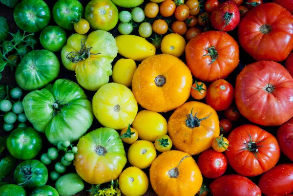 Frische organische rote, gelbe und grüne Tomaten Regenbogenhintergrund — Stockfoto