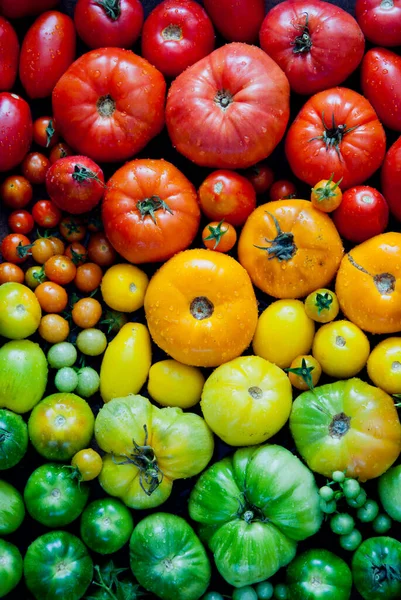 Frische organische rote, gelbe und grüne Tomaten Regenbogenhintergrund — Stockfoto