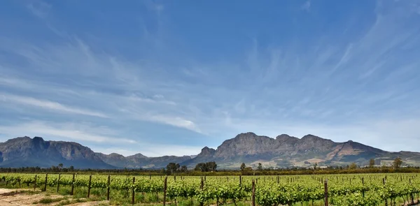 Viñedo y Montañas —  Fotos de Stock