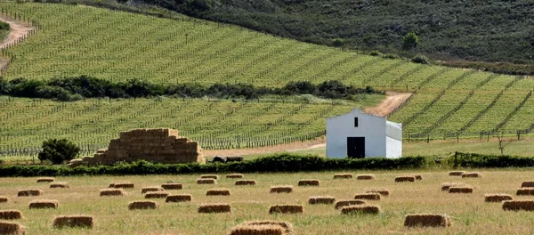 葡萄园和 strawbales — 图库照片