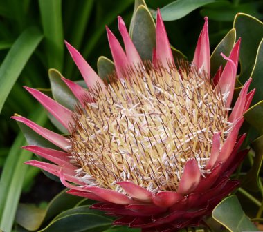 pembe protea çiçeği