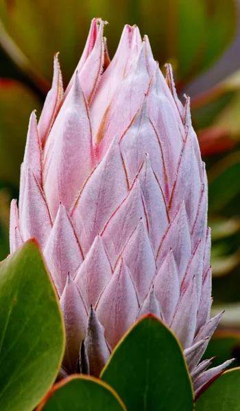 Belo broto de Protea — Fotografia de Stock