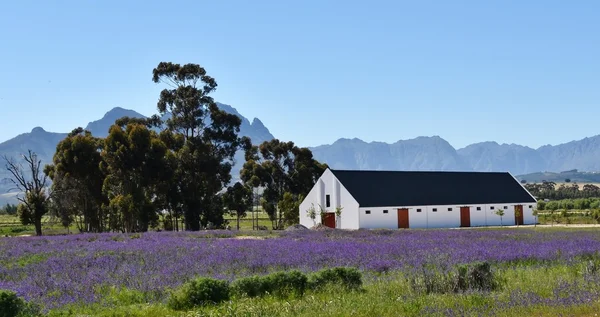 beyaz at istikrarlı
