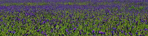 Синій польових квітів — стокове фото