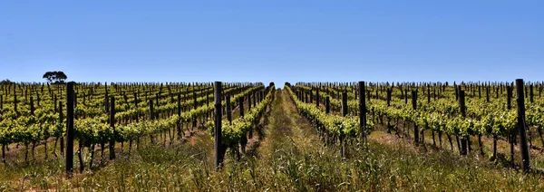 Campo de vino en primavera —  Fotos de Stock