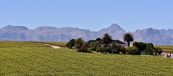 Granja del Vino y Montañas Hottentots Holanda —  Fotos de Stock