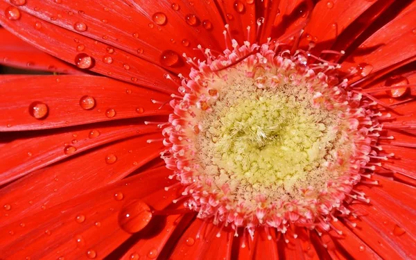 Hermosa gerbera roja ... —  Fotos de Stock