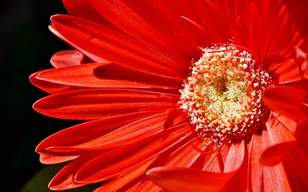 Beautiful red Gerbera... — Stock Photo, Image