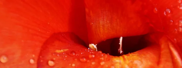 Gotas de chuva na Lily vermelha ... — Fotografia de Stock