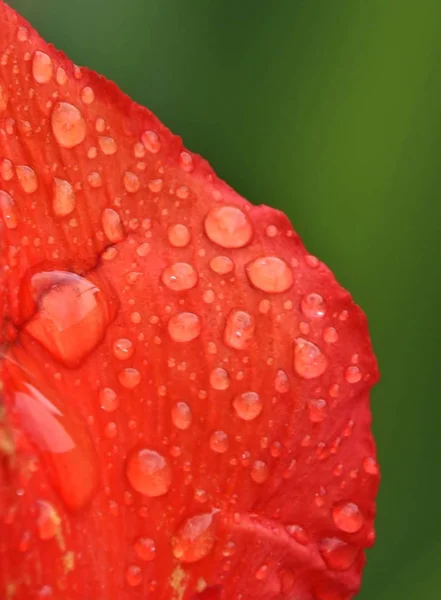 Raindrops on red Lily... — Stock Photo, Image