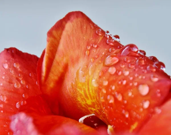 Gotas de chuva na Lily vermelha ... — Fotografia de Stock