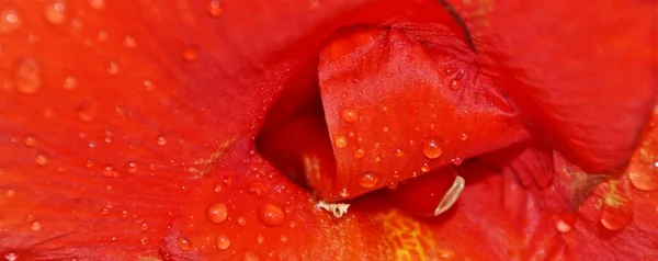 Dešťové kapky na červené lilie... — Stock fotografie