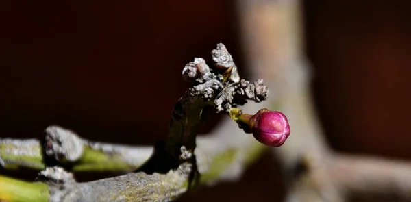 Rose bourgeon de chaux — Photo