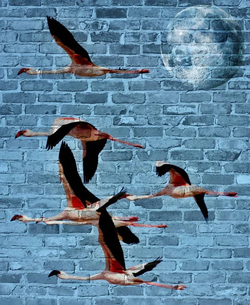 Flamingos am Himmel... — Stockfoto
