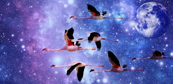 Flamingos no céu ... — Fotografia de Stock