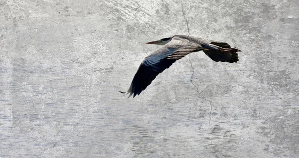 Graureiher auf der Flucht — Stockfoto