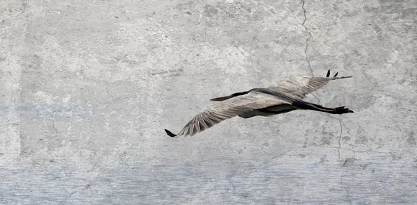 Garza gris en vuelo — Foto de Stock