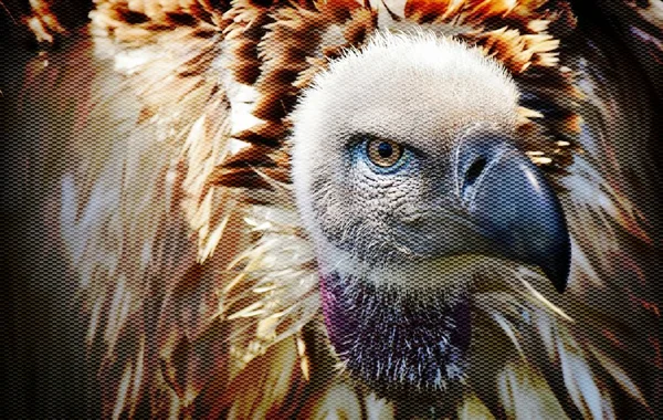 Grande cabo abutre — Fotografia de Stock