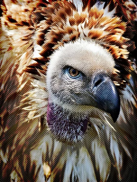 Grande cabo abutre — Fotografia de Stock