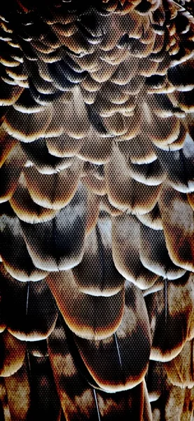 Африканский орлан — стоковое фото