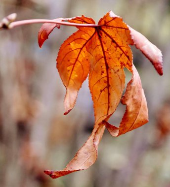Kuru akçaağaç yaprağı....
