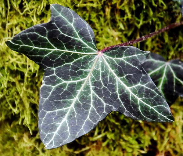 녹색 담 쟁이 잎... — 스톡 사진
