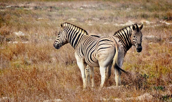 Grupp av zebror — Stockfoto