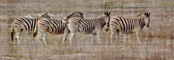 Grupo de Zebras — Fotografia de Stock