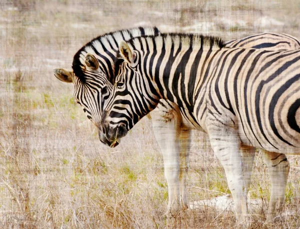 Gruppe von Zebras — Stockfoto