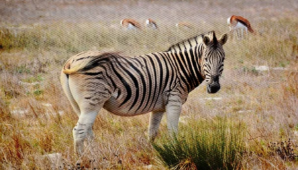 Zebra on dry meadow — Stock Photo, Image