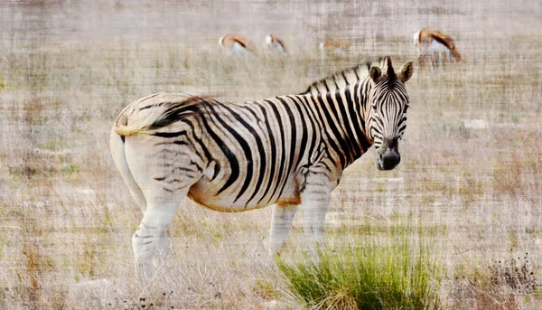 Zebra na sucha łąka — Zdjęcie stockowe