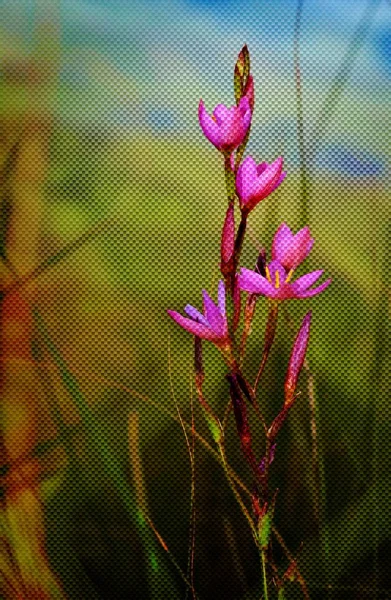 Roz Wild Floare — Fotografie, imagine de stoc