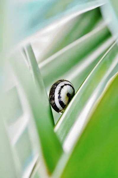 Snail on yuca — Stock Photo, Image