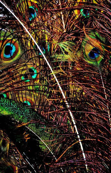 bunch of peacock feathers