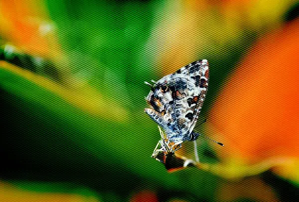 Butterfly on leaf — Stock Photo, Image