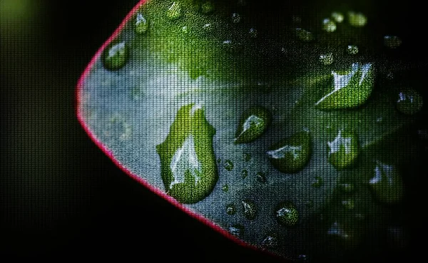 Крапель на Protea лист — стокове фото