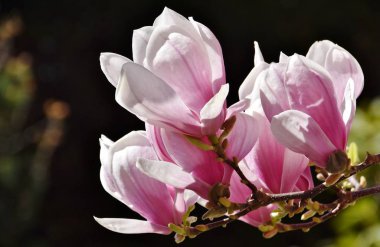 Kütüphanesi Manolya çiçeği