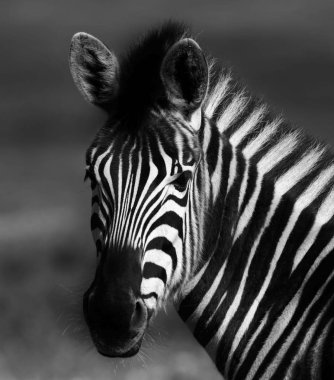 Zebra close up clipart