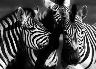 Group of Zebras clipart