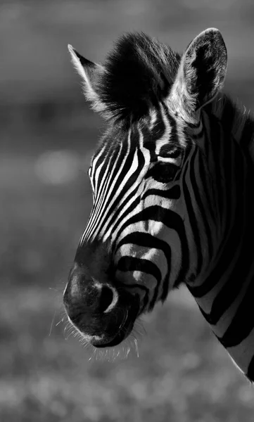 Zebra de perto — Fotografia de Stock