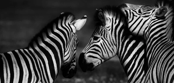 Gruppe von Zebras — Stockfoto