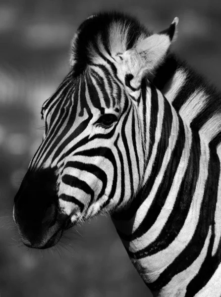 Zebra närbild — Stockfoto