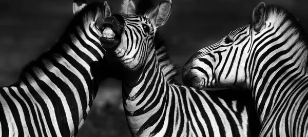 Gruppe von Zebras — Stockfoto